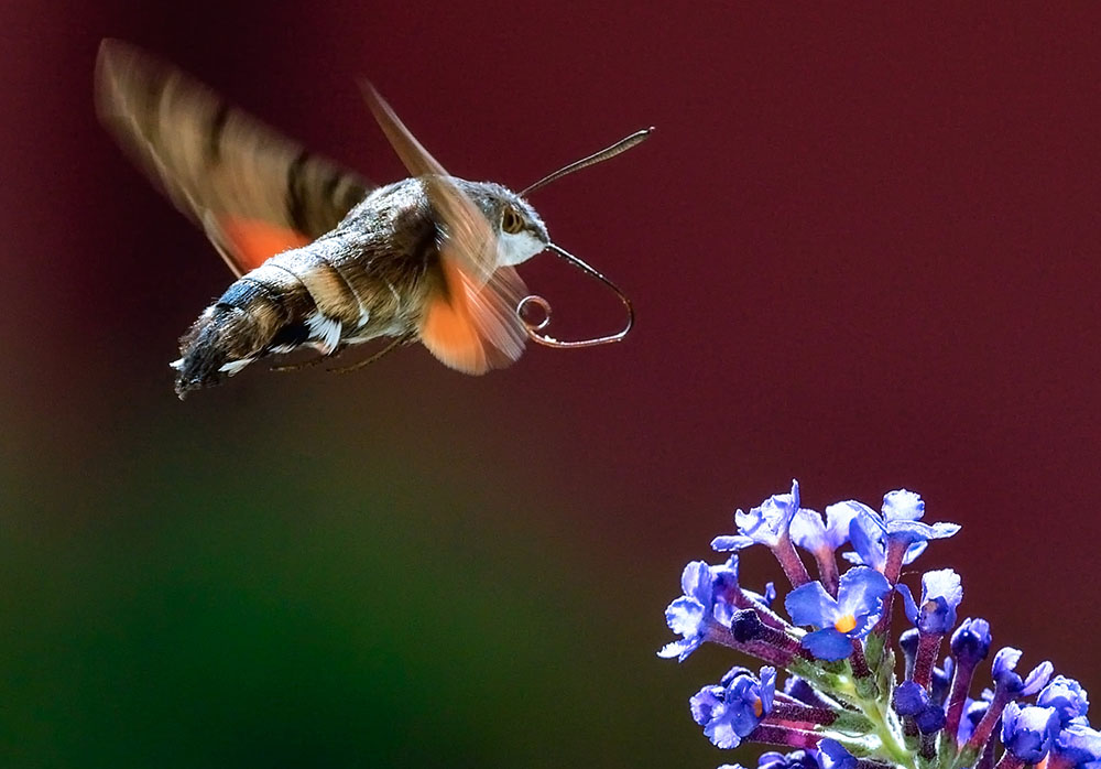 Insetto colibrì (Macroglosso stellatarum) - Maria Laura Verdoia